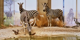 Zebras im Zoologisches Forschungsmuseum