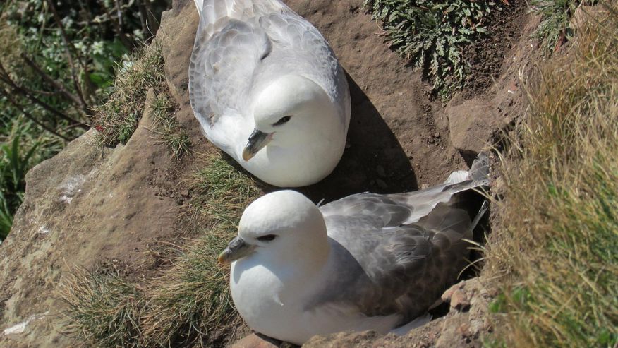 Foto von Eissturmvögeln, die Plastikteile in ihren Mägen haben und ihre Nester fast ausschließlich aus Plastik bauen.