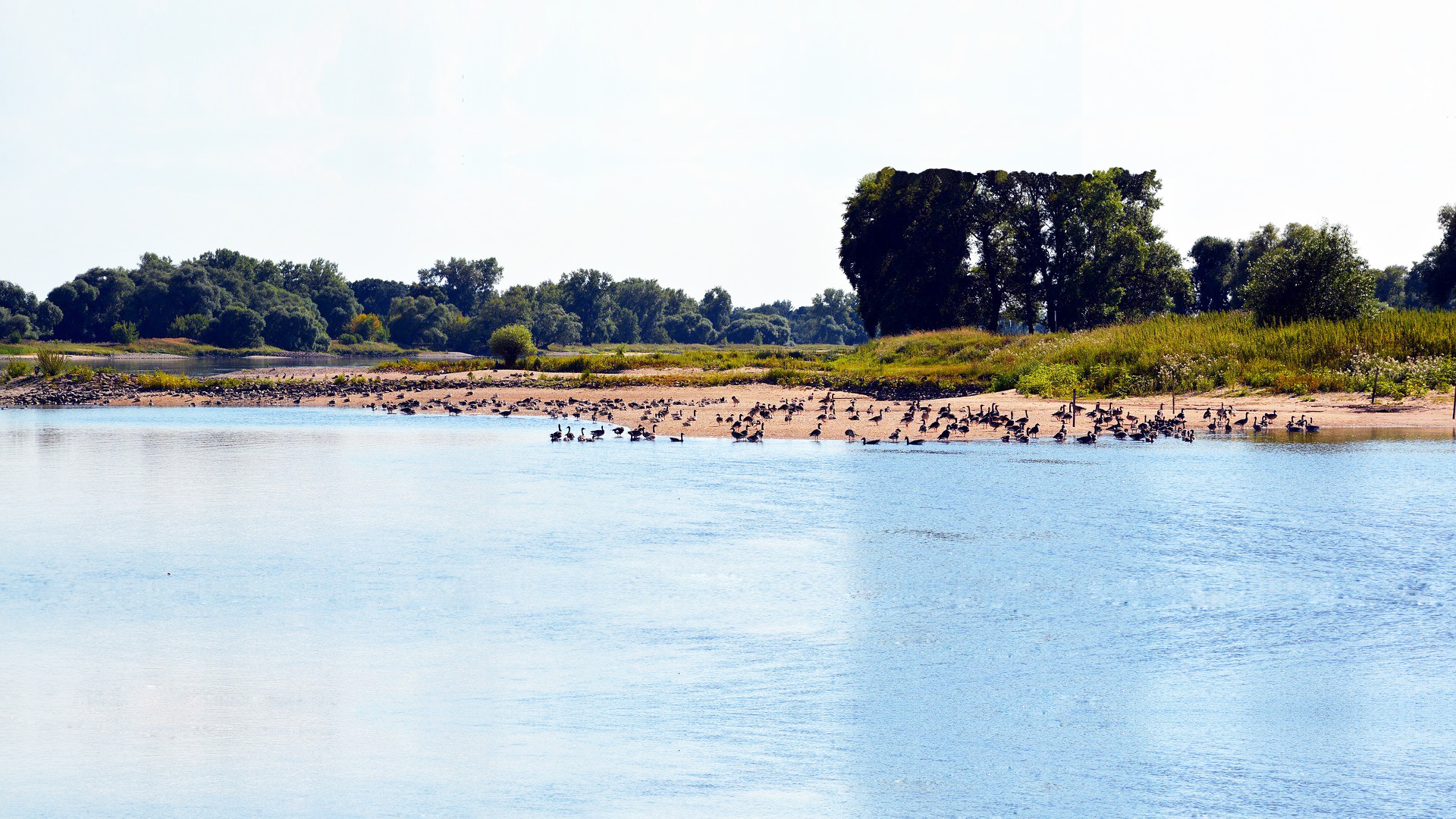 Schwimmen in der Elbe – Eine Bewertung der Wasserqualität