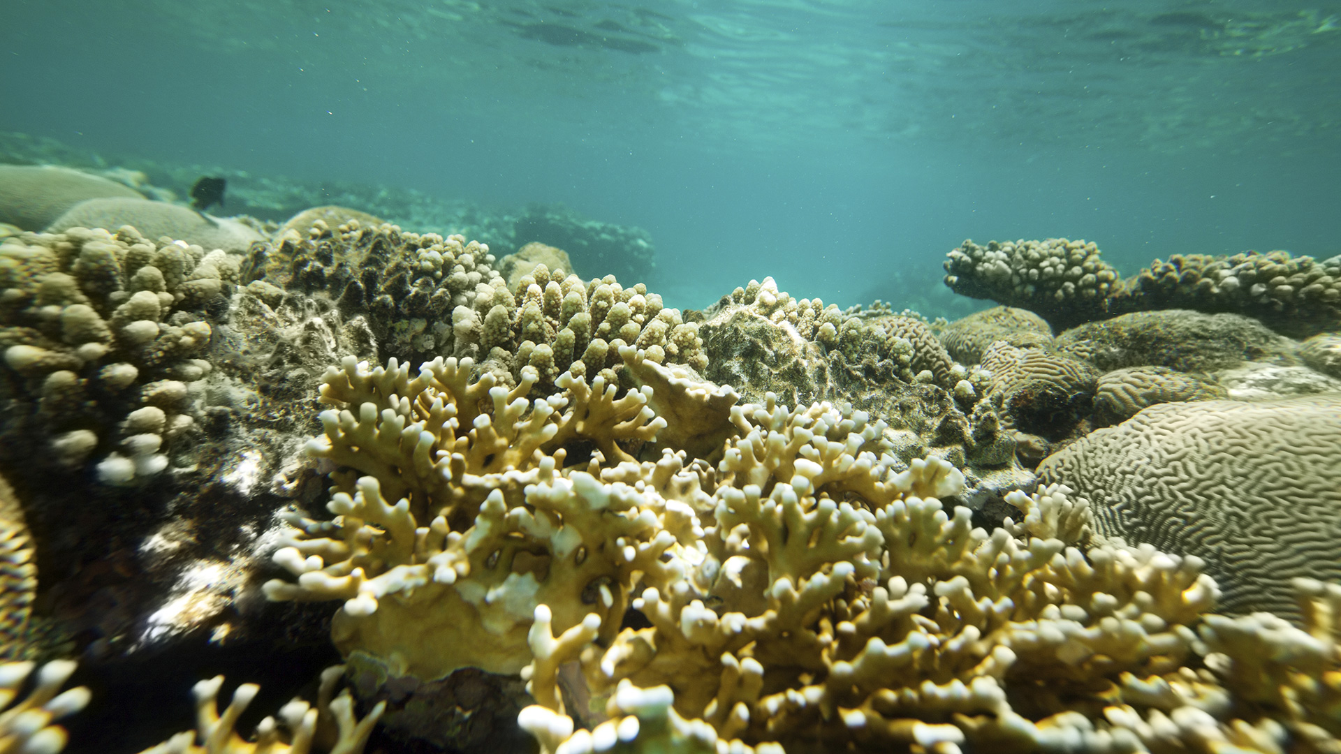 Ozeanversauerung bedroht Korallenriffe und Seesterne