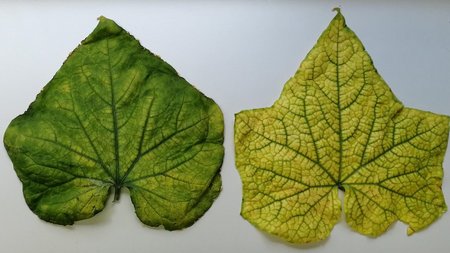 Blätter einer mit dem CABY-Virus infizierten Pflanze mit Symptomen des Chlorophyllmangels. 