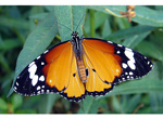 Schmetterling_1