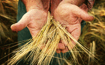 die Hände voller Getreide