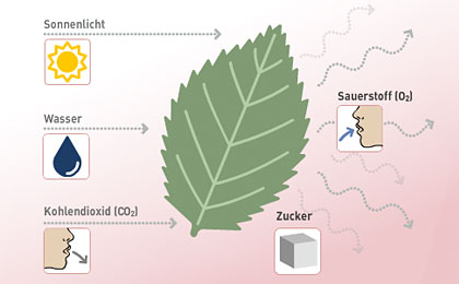 Photosythese Photosythese