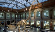 Ungeheuer energieeffizient: Der Brachiosaurus aus dem Berliner Naturkundemuseum