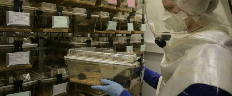 Am Forschungszentrum Borstel testen Wissenschaftler neue Therapien gegen die Tuberkulose an Labormäusen. Quelle: Forschungszentrum Borstel