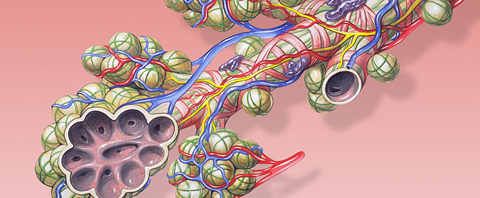 bronchiale Anatomie