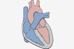 schematische Darstellung des Herzens