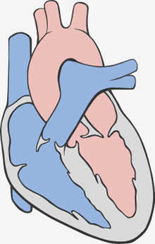 Schematische Darstellung des Herzens