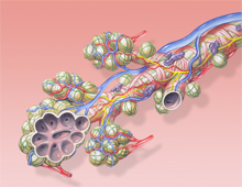 Schematische Darstellung des Blutkreislaufs in den Alveolen