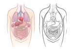 Zeichnung der menschlichen Organe