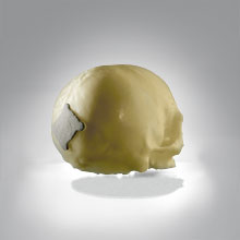 Schädelmodel