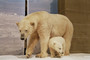 Eine Eisbärenmutter schützt ihr Junges.
