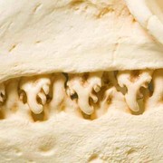 Bildausschnitt unseres Exponats des Monats