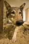 Wolf im Diorama Wolf im Diorama