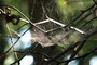 This is a spider web from Dyrehaven, a forest park north of Copenhagen in Denmark