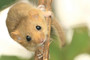 The Dormouse is an endangered species in Denmark and can be found only in limited areas.