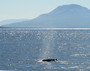 Während der Fahrt erleben die Forschungsreisenden die Natur hautnah: Ein Buckelwal ist aus der Ferne zu erkennen...