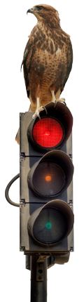 Falke, der auf einer Ampel sitzt, die Ampel zeigt rot