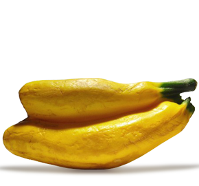 Nahaufnahme einer gelben Zucchini in mutierter, ungewöhnlicher Form