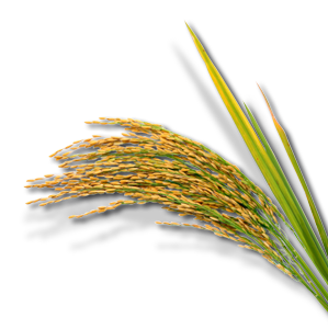 Halm einer Reispflanze