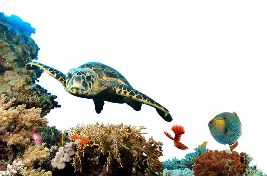 Buntes Korallenriff mit einer Schildkröte und zwei Fischen
