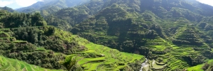 Reisterassen in Banaue