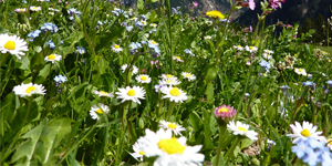 Wiese mit blühenden Wildblumen
