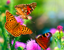 Bild von Schmetterlingen und einer Blumenwiese