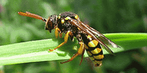 Insektenforscher Michael Kuhlmann auf einer Wiese in Südafrika
