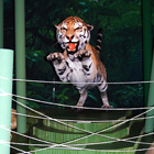 Tiger © Senckenberg Naturhistorische Sammlungen Dresden Tiger © Senckenberg Naturhistorische Sammlungen Dresden