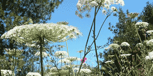 Seidenbiene auf einer Blüte