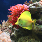 Meerwasserbecken © Senckenberg Museum für Naturkunde Görlitz Meerwasserbecken © Senckenberg Museum für Naturkunde Görlitz