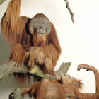 Oran-Utan © Senckenberg Forschungsinstitut und Naturmuseum Oran-Utan © Senckenberg Forschungsinstitut und Naturmuseum