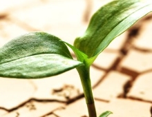 Pflanze wächst aus vertrocknetem Boden Pflanze wächst aus vertrocknetem Boden