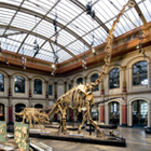 Sauriersaal © Museum für Naturkunde Sauriersaal © Museum für Naturkunde
