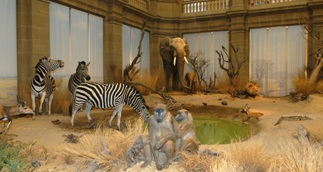 In der Savanne In der Savanne