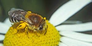 Seidenbiene auf einer Blüte