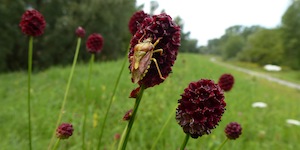 Finde den Wiesenknopf