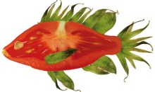 Tomatenfisch