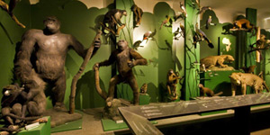 Ausstellung Trockenpräparate