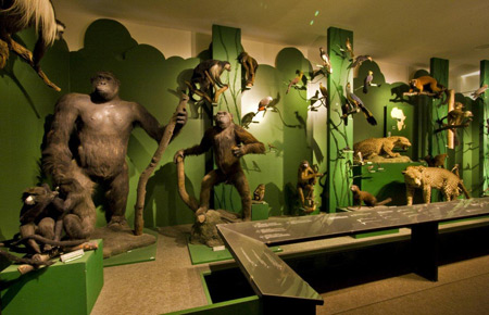 Ausstellung © Senckenberg Museum für Naturkunde Görlitz Ausstellung © Senckenberg Museum für Naturkunde Görlitz