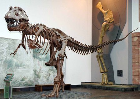 Tyrannosaurus © Senckenberg Forschungsinstitut und Naturmuseum