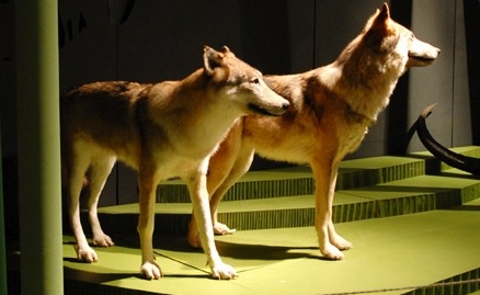 Wölfe © Senckenberg Naturhistorische Sammlungen Dresden Wölfe © Senckenberg Naturhistorische Sammlungen Dresden