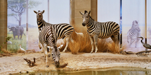 Modell einer Savanne