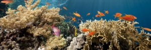 Korallenriff