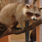 Waschbär (c) ZFMK Waschbär (c) ZFMK