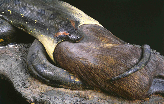 Eine Anaconda verschlingt ein Wasserschwein, das bereits zur Hälfte von der Anaconda verschlungen wurde.
