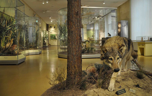 Blick in die Ausstellung "Tiere und Pflanzen der Oberlausitz" im Senckenberg Museum für Naturkunde Görlitz