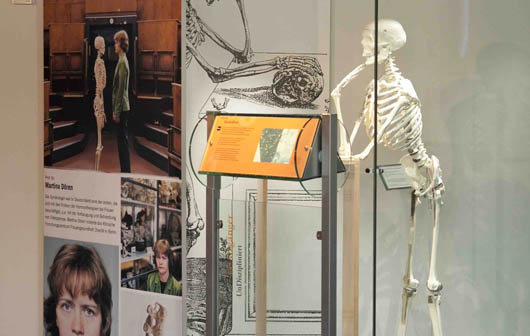 Skelett im Museum